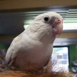 Meet your Posher, Cody